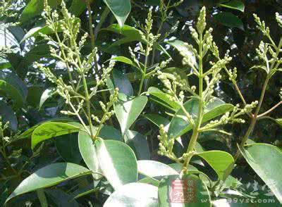 女贞子的食用方法 女贞子的食用方法 鲜女贞子怎么食用的方法是什么