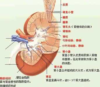 肾病综合征的并发症 肾病综合征并发症 肾病会导致什么并发症