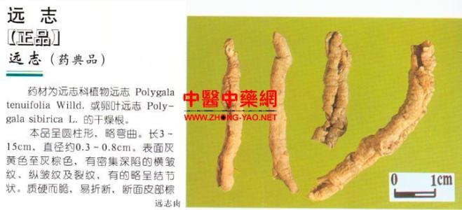 远志图片 远志真伪鉴别 远志的简介图片和鉴别方法