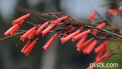 海马功效与用途 炮仗竹 爆仗竹(炮仗竹)的用途和功效