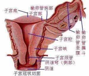 盆腔腹膜炎的症状 盆腔腹膜炎的相关知识