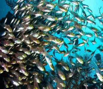 梦见许多鱼 梦见许多鱼 梦见好多鱼