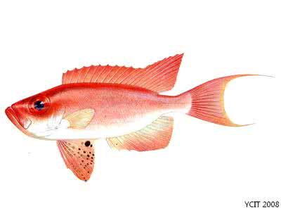 长尾滨鲷 长尾大眼鲷