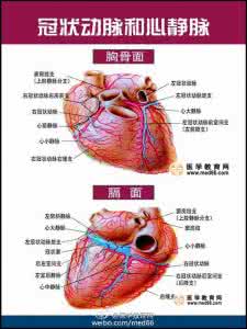 心脏ct断层解剖图谱 精美的心脏解剖图谱集锦