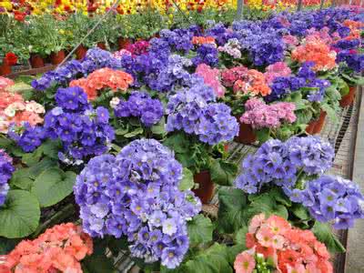 欧洲风铃花 (1)欧洲风 花布盒