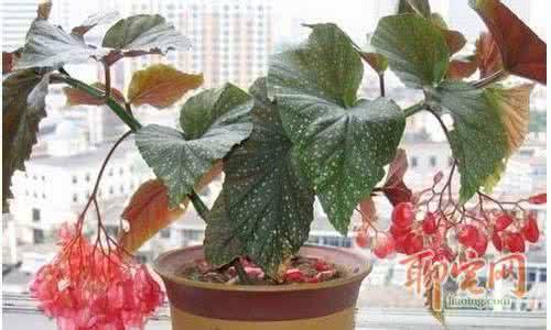 竹节海棠的养殖方法 竹节海棠 竹节海棠的养殖方法