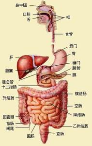 消化系统疾病护理常规 内科护理常规 消化系统护理常规