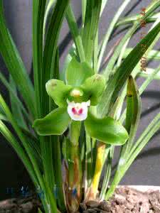 春兰春化 【以兰会友】春兰春化浅议