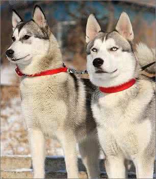 哈士奇宠物狗图片 教你如何挑选宠物哈士奇