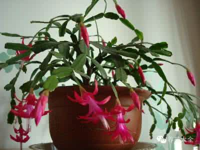 花卉培养土 好花还得好土配，不同品种花卉培养土的配制方法