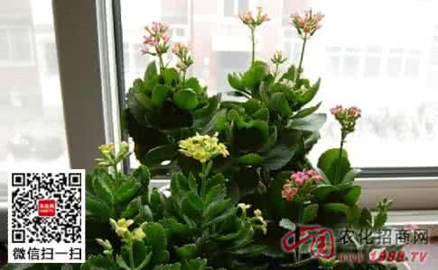 个人养殖长寿花的经验 【长寿花养殖】长寿花怎么养,花友谈经验_长寿花养殖