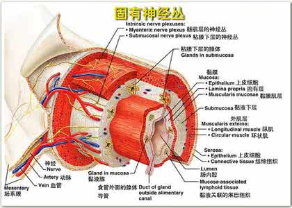 神经系统传导通路 神经系统 2010--成人传出神经系统