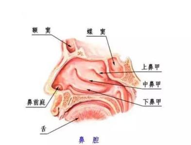 过敏性鼻炎红霉素疗法 过敏性鼻炎的自我疗法