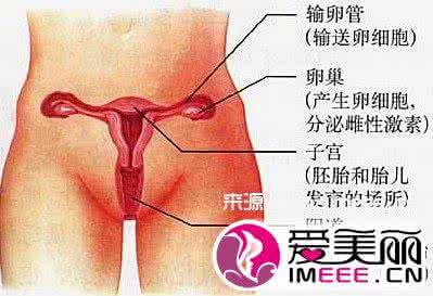 毛发生理学 生理图片:成熟女性私处毛发的几种类型
