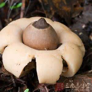 这些野菜和蘑菇不能吃 食用野菜野生蘑菇需仔细辨别谨防中毒