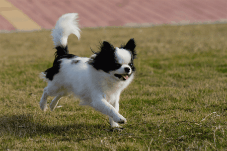 小型雪纳瑞犬 小型雪纳瑞犬 雪纳瑞犬一本通 ·合订本