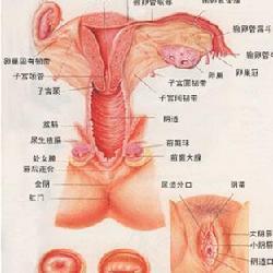 外阴瘙痒治疗办法 外阴瘙痒治疗办法 外阴瘙痒有什么好办法