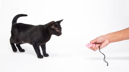 怎么驯养猫咪 驯猫记(一):让猫咪爱上响片声音!