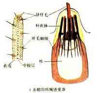 前庭器官 听觉器官和前庭器官的进化   1水螅的机械感受器  