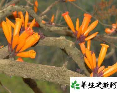 花语 火烧花花语 火烧花养殖方法