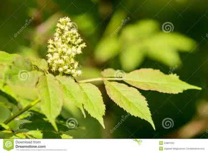 丹麦语翻译 接骨木花（丹麦语译）----六瓣立体花 图解