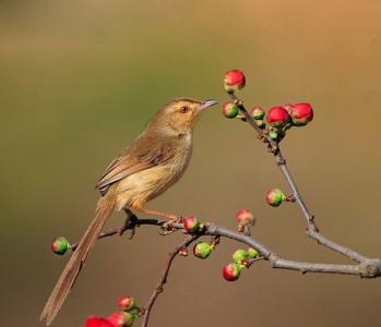 微言大义 微言碎语980