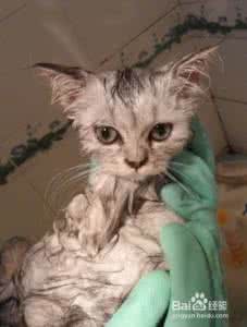 猫咪绝育注意事项 给猫咪洗澡有哪些注意事项