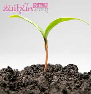 土壤酸碱度速测仪 土壤酸碱度不对可能害死你的花儿！