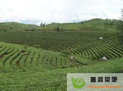 糯香普洱茶的利弊 茶有27种功效利与弊