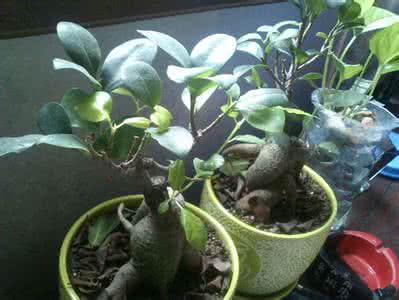 榕树叶子掉完了怎么办 榕树掉叶子怎么办