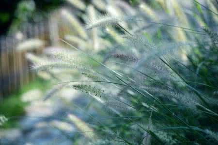 凤尾花 初秋短袖----飘逸的凤尾花