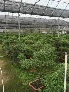 杜鹃花的养殖方法技巧 杜鹃花的养殖方法技巧 龙柏的养殖技巧 龙柏的养殖攻略