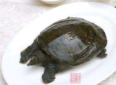 甲鱼的营养价值 甲鱼的营养价值 您所不知的甲鱼的营养价值