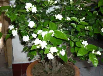 辣椒榕养殖技巧 茉莉花怎么养 茉莉花养殖技巧