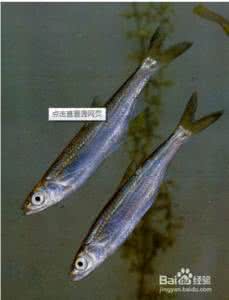 一条更大的鱼读后感 【智慧背囊】钓下一条更大的鱼