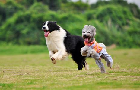 狗狗不喜欢梳毛 给狗狗梳毛需要注意些什么