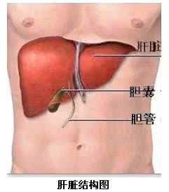 乙型病毒性肝炎治疗 乙型病毒性肝炎 如何治疗乙型病毒性肝炎