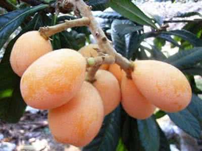 枇杷果的功效与作用 枇杷果的功效与作用 吃枇杷果可以预防感冒