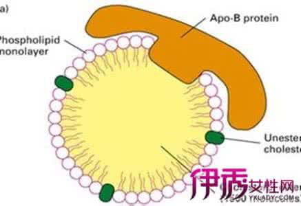 载脂蛋白偏低的原因 载脂蛋白 载脂蛋白偏低的原因