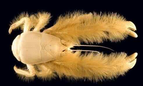 世界上最稀奇的动物 世界上最为稀奇的螃蟹