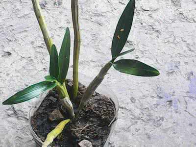 铁皮石斛多少钱一斤 石斛多少钱一斤 铁皮石斛多少钱一斤