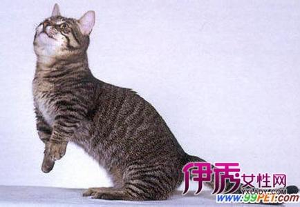 短脚猫 短脚猫 可爱的短脚猫——曼切堪猫