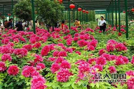 洛阳牡丹花会时间 浅谈洛阳牡丹花会的新发展之路25_牡丹花会