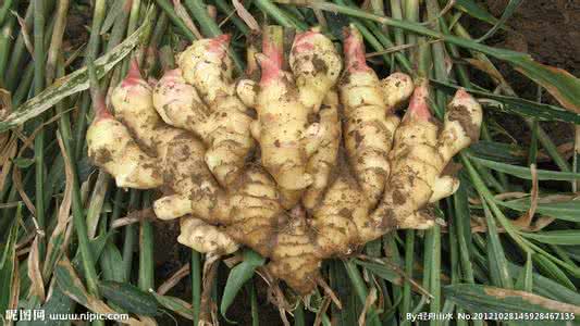 生姜批发价格 生姜批发价格 生姜价格行情