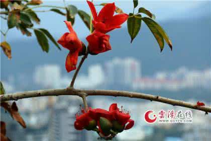 关于木棉花的爱情诗句 木棉花的爱情