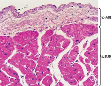 心肌在人体的哪个部位 心肌