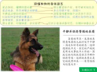 狗狗的身体语言 狗的身体语言有哪些