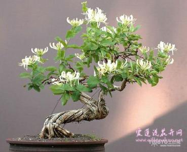 金银花盆景制作视频 金银花盆景●制作全过程