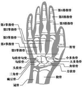 什么原因导致骨龄偏大 孩子早熟导致骨龄偏大最多能长2-3厘米 孩子性早熟能长高吗_性早熟还能长高吗