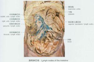 淋巴结转移是什么意思 淋巴结想吐是什么情况？